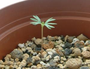 Boswellia sacra.jpg